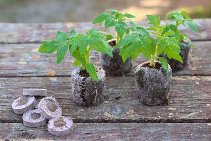 Торфяные таблетки – как пользоваться для выращивания рассады. Инструкция, видео