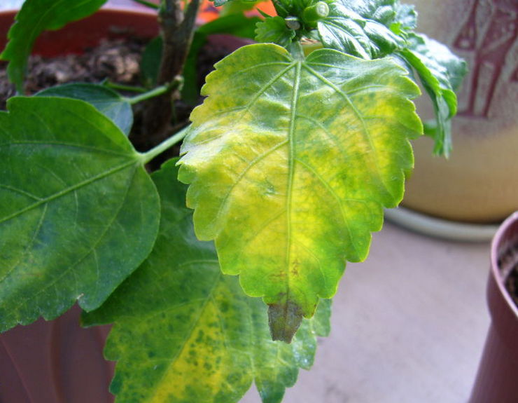 резкие перепады уровня освещенности могут привести к пожелтению и потере листвы