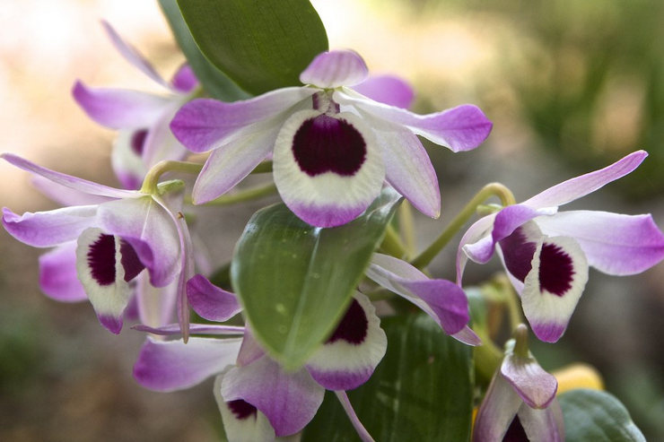 Виды орхидей и правила ухода за ними