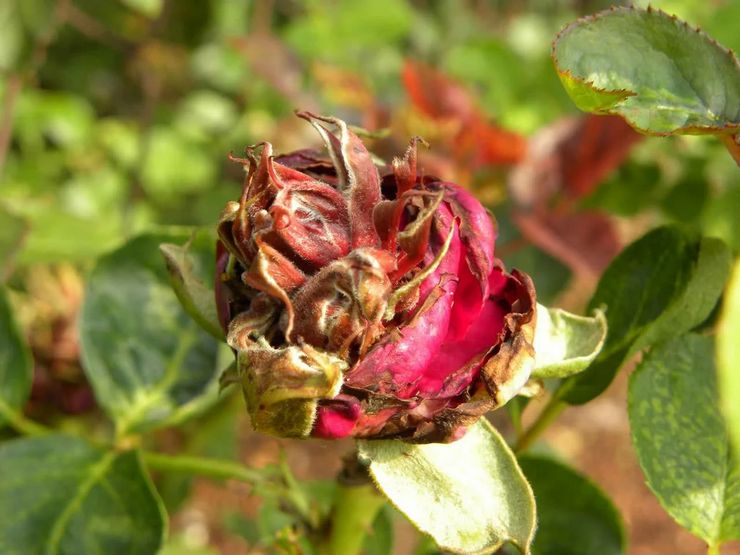Вредители и болезни плетистых роз