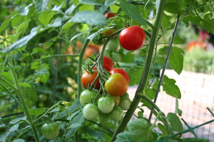 Даже при одинаковых условиях содержания в теплице сроки созревания зависят от конкретного сорта томатов.