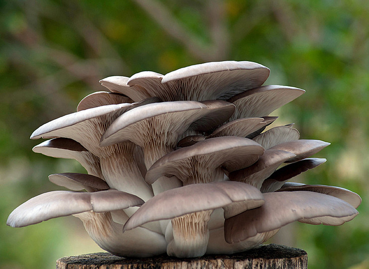 Как вырастить грибы вешенки. Выращивание грибов вешенок в домашних условиях