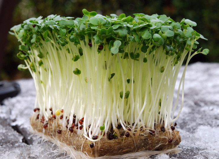 Как вырастить кресс-салат на инертном субстрате