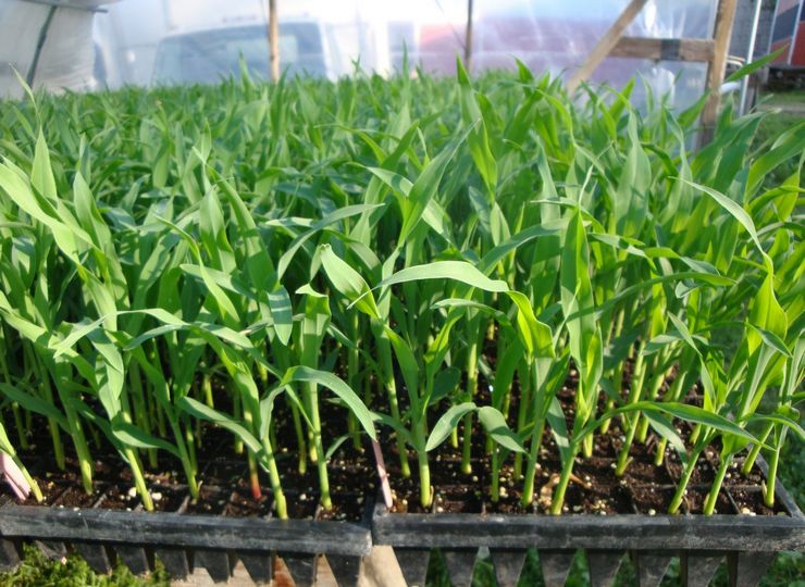 Выращивание рассады кукурузы