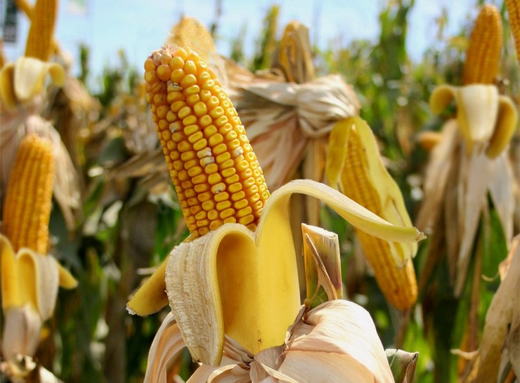 Кукуруза – выращивание из семян. Посадка и уход за кукурузой в открытомгрунте