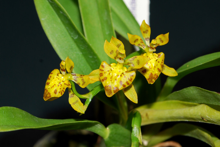 Онцидиум – уход в домашних условиях. Выращивание орхидеи онцидиум, пересадка и размножение. Описание. Фото