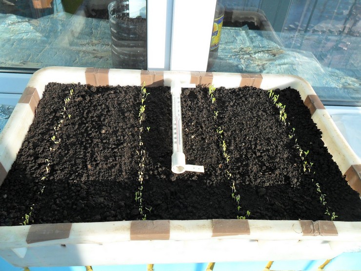 Выращивание салата из семян