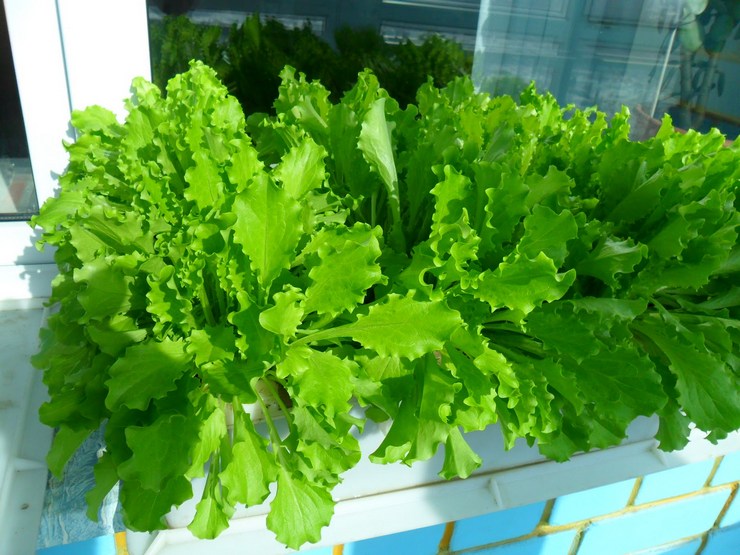 Как вырастить салат в домашних условиях