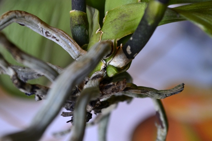 Корни орхидеи гниют и сохнут – что делать? Реанимация корней орхидеи