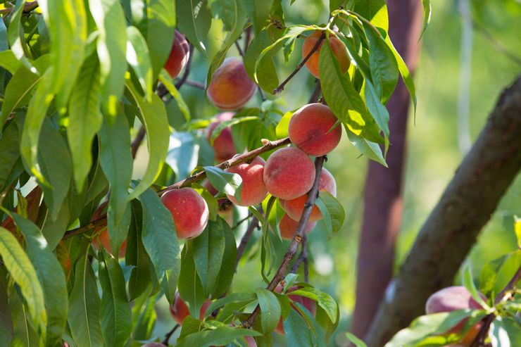 Выбор сорта персика для посадки косточкой