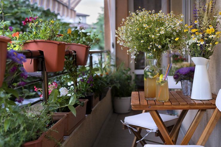 Вьющиеся растения для балкона: быстрорастущие, многолетние и однолетние цветы