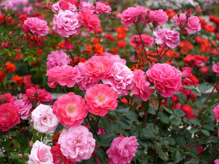 Роза полиантовая – посадка и уход в открытом грунте. Выращивание полиантовой розы из семян. Описание, виды. Фото