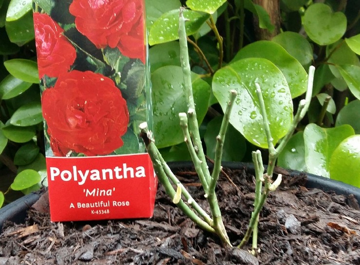 Выращивание полиантовой розы из семян