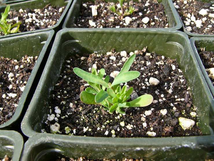 Выращивание гелиптерума из семян