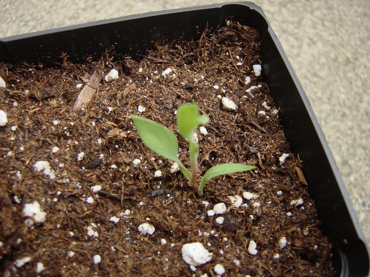 Выращивание альстромерии из семян