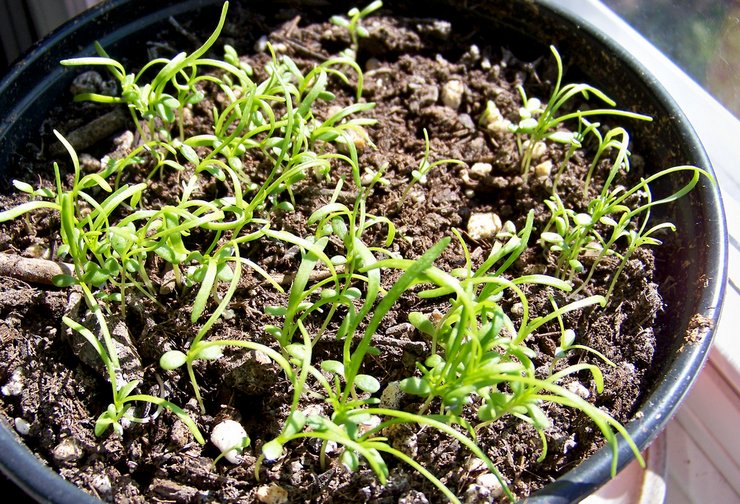 Выращивание брахикомы из семян