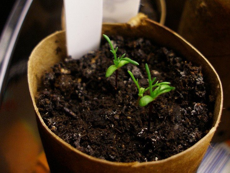 Выращивание сантолины из семян