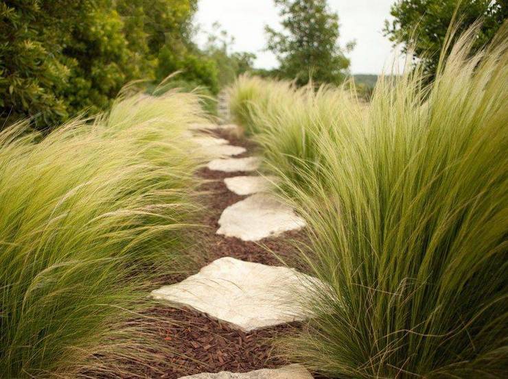 Ковыль трава в ландшафтном дизайне