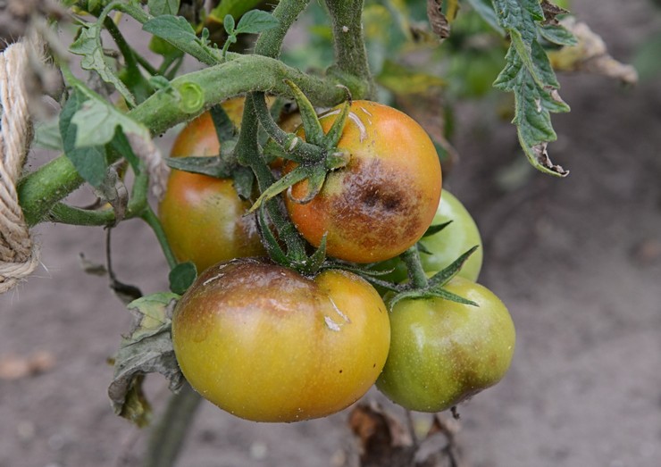 Фитофтора на помидорах