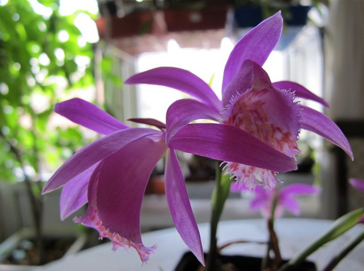 Уход за орхидеей плейоне в домашних условиях