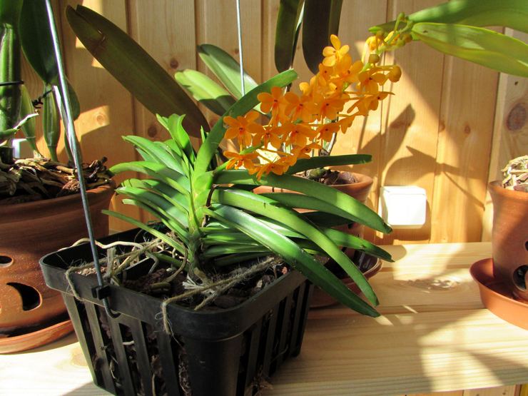 Орхидея аскоцентрум