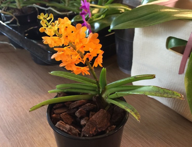 Уход за орхидеей аскоцентрум в домашних условиях