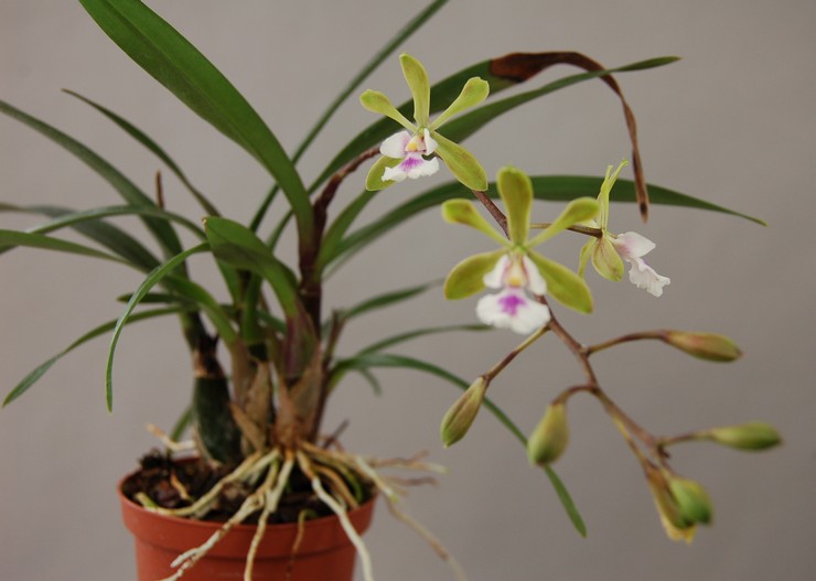 Орхидея эпидендрум