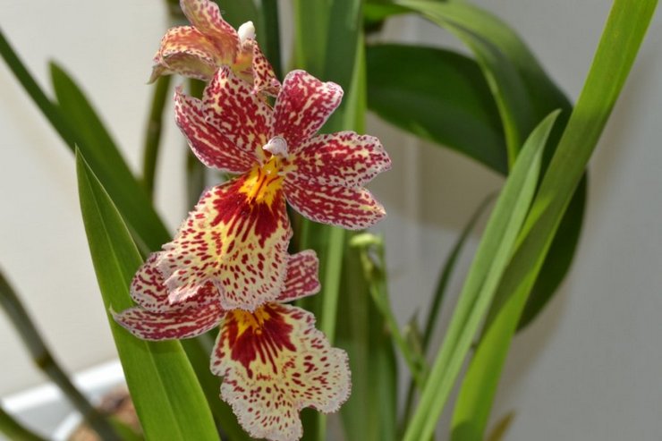 Уход за орхидеей эпидендрум в домашних условиях