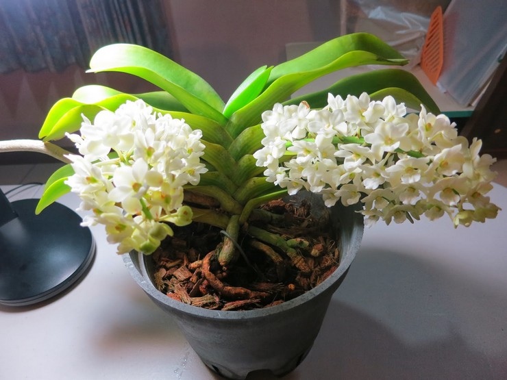 Орхидея ринхостилис