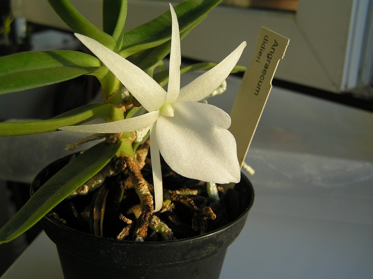 Уход за орхидеей ангрекум в домашних условиях