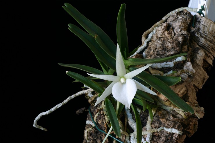 Амесиела - уход за орхидеей, размножение, болезни