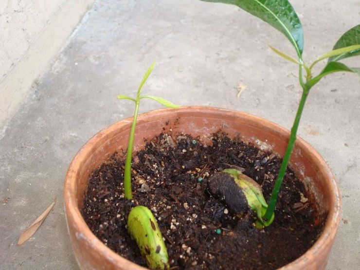 косточка манго посадить дома
