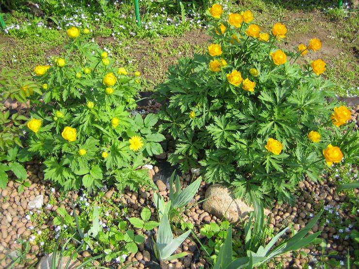 Купальница: посадка и уход в саду, выращивание из семян, фото