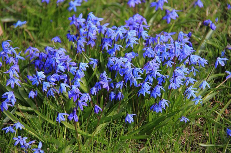 Весенний цветок пролеска или сцилла- правила посадки и выращивания в саду