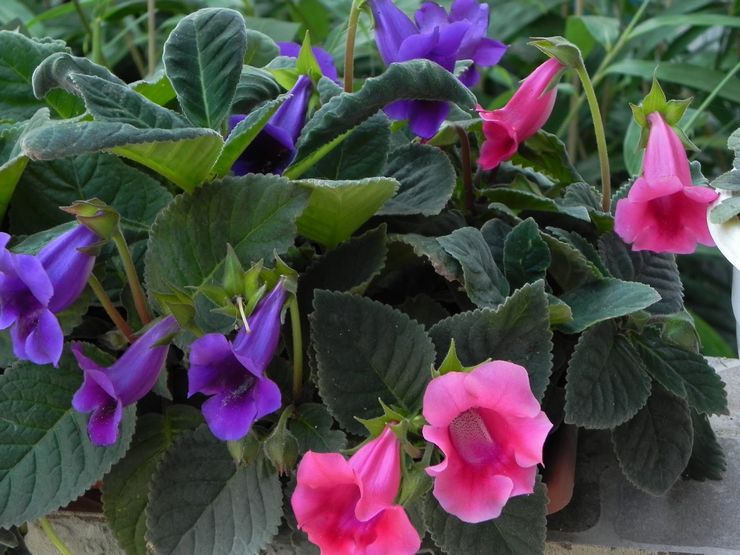 Тидея (32 фото): уход за цветком в домашних условиях. Как размножать листом, семенами и другими способами. Виды: фиолетовый, розовый, белый и другие.