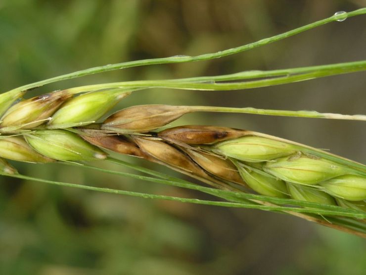 Фузариоз пшеницы