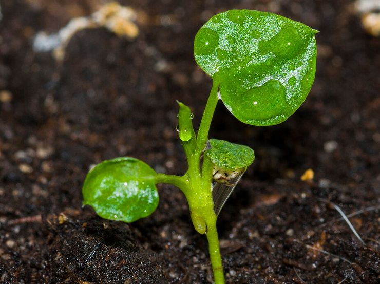 Выращивание филодендрона из семян