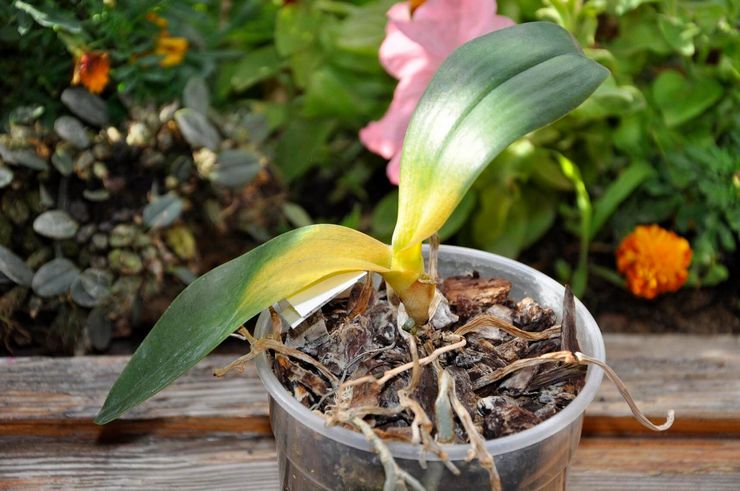 Болезни и вредители орхидеи