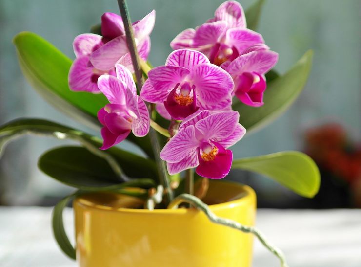 Описание орхидеи
