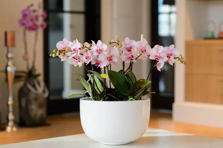 Orkideahoito kotona