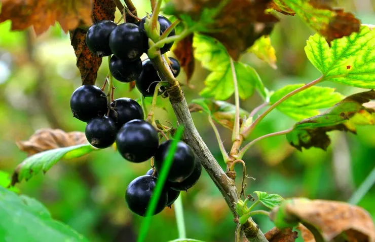 Mid-season black currant varieties