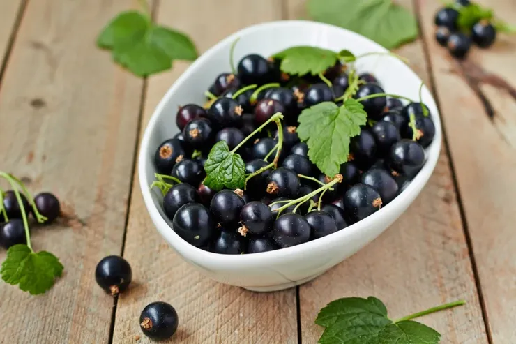 The benefits and harms of black currant