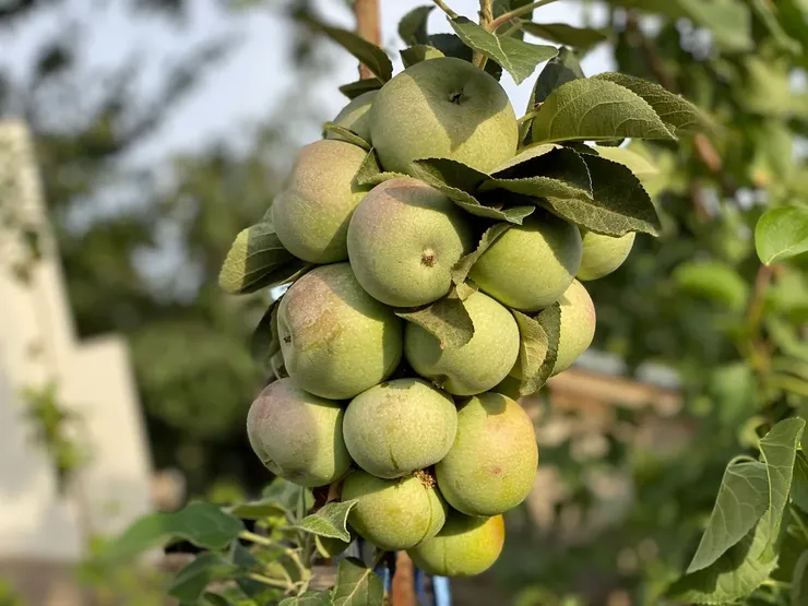 Jesenné odrody stĺpcového jablka
