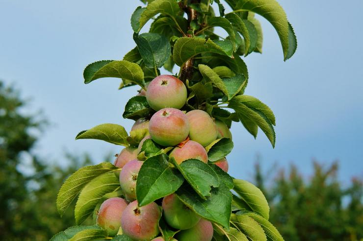 Лучшие сорта колоновидной яблони для Сибири