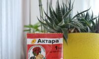 Применение «Актары» для комнатных растений