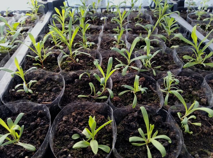 Выращивание турецкой гвоздики из семян