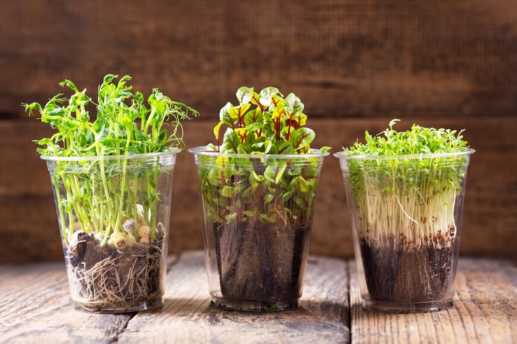 Выращивание микрозелени в домашних условиях, способы посадки