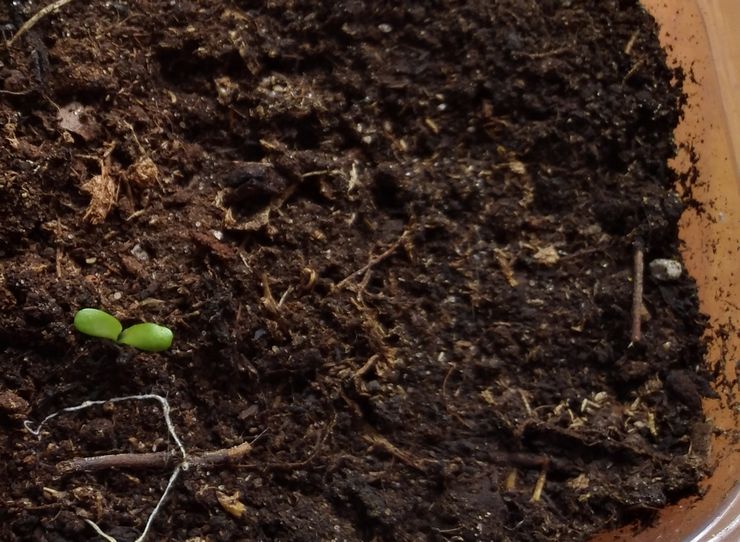 Выращивание лиатриса из семян